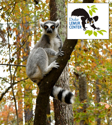 Sprite ring-tailed lemur, Fall 2018, by David Haring, lemur.duke.edu