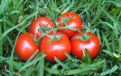 What do 5 ripe tomatoes have to do with donors?