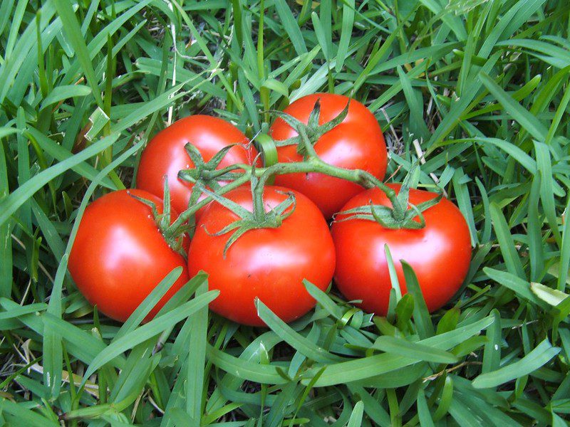 What do 5 ripe tomatoes have to do with donors?